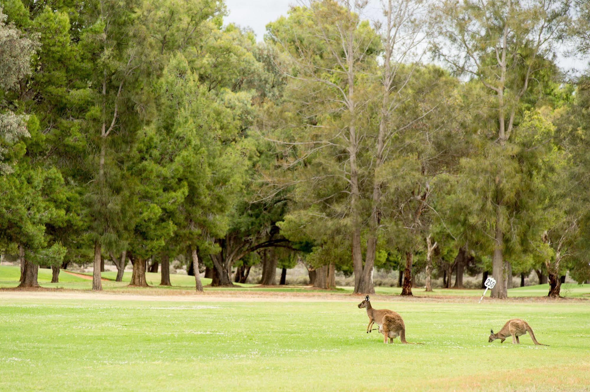 Renmark Country Club Esterno foto