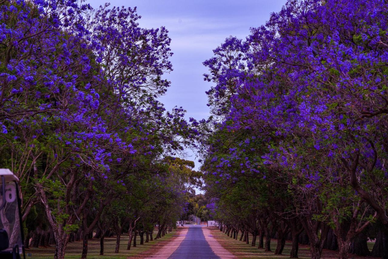 Renmark Country Club Esterno foto